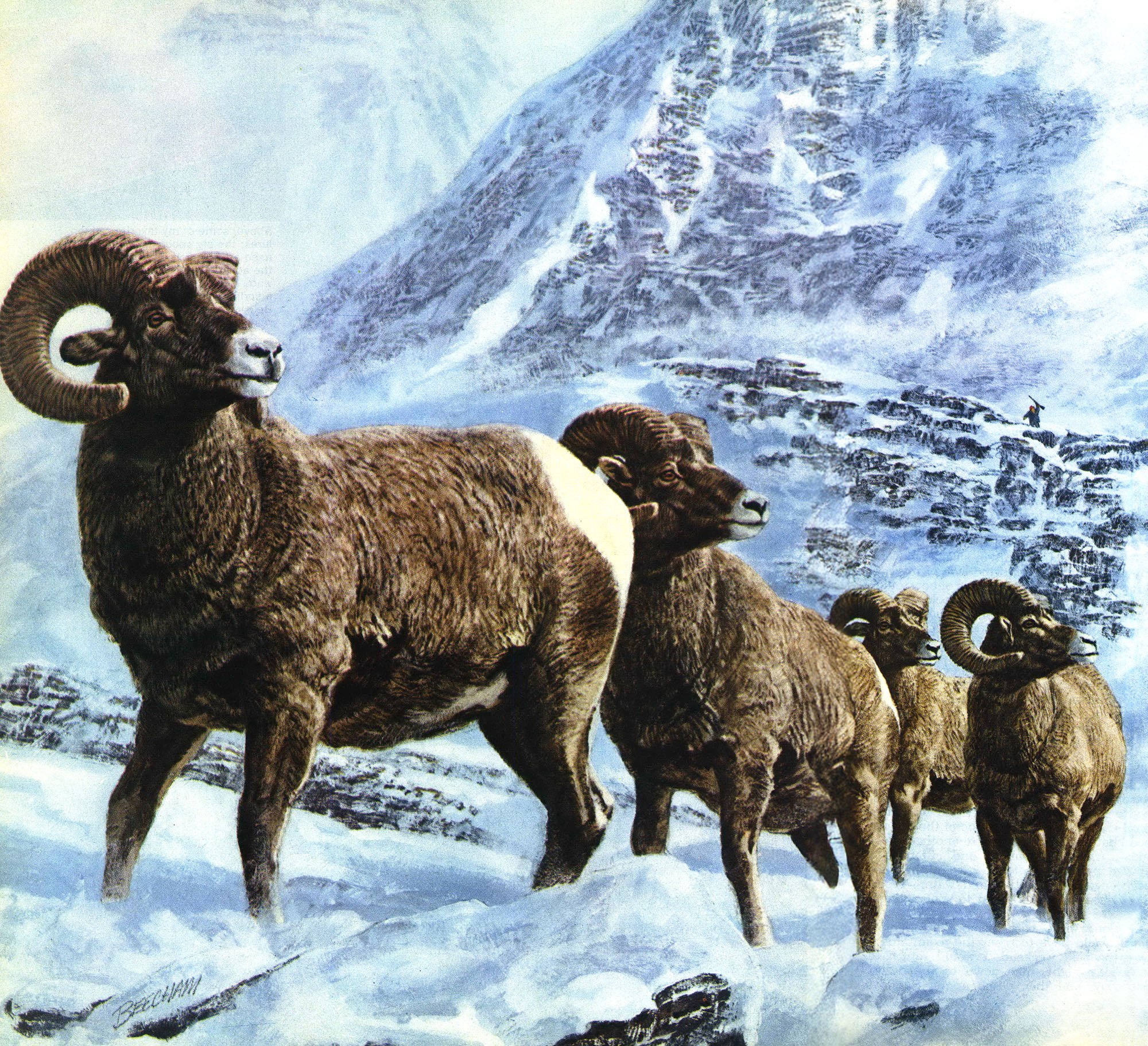 An illustration of bighorn rams in Oregon.