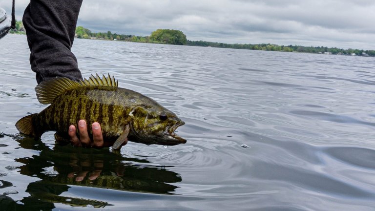 The author releases a smallmouth bass caught on a neko rig.