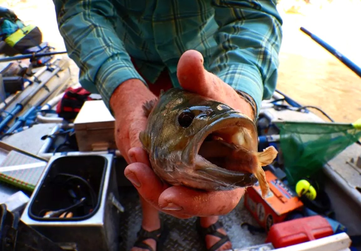 A smallmouth bass with a sucker lodged in its throat.