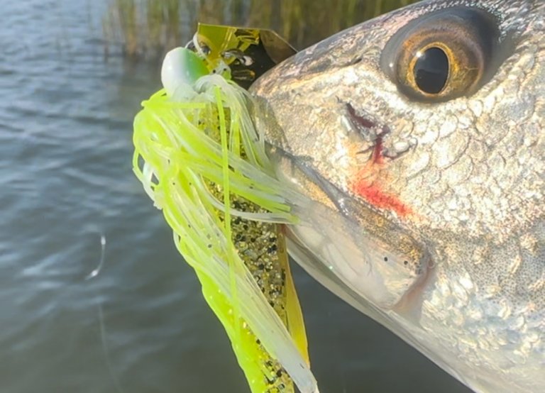 chatterbait