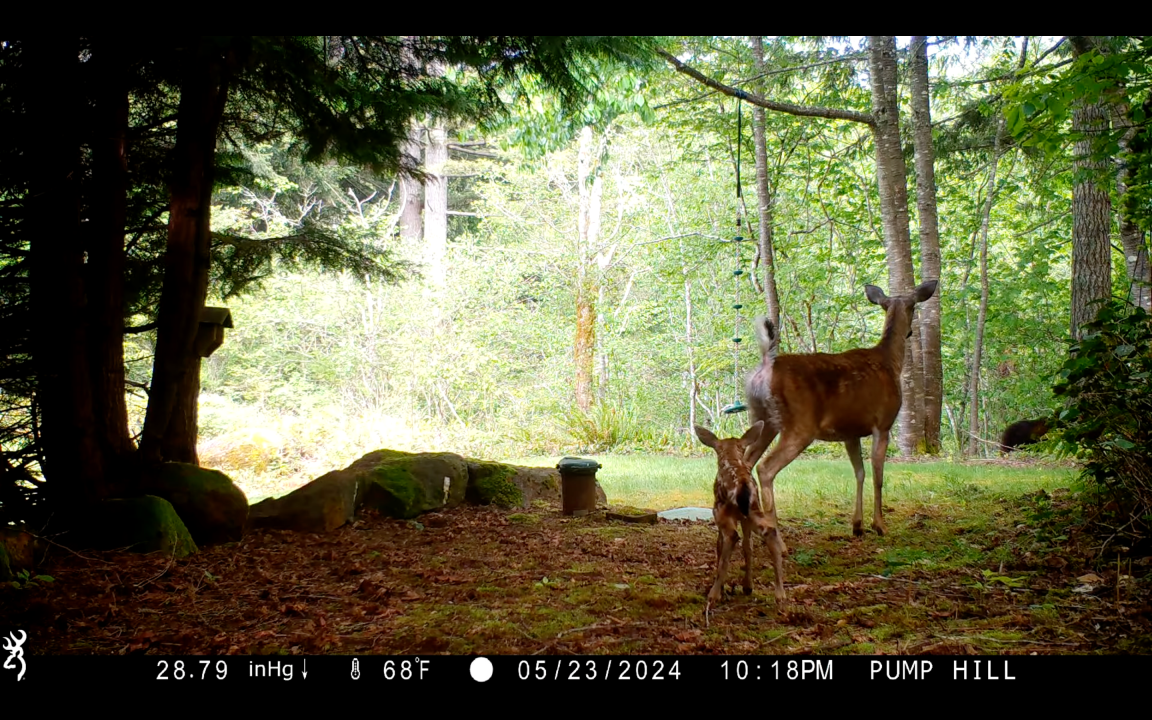 A trail camera image of a whitetail doe protecting a fawn from a black bear.