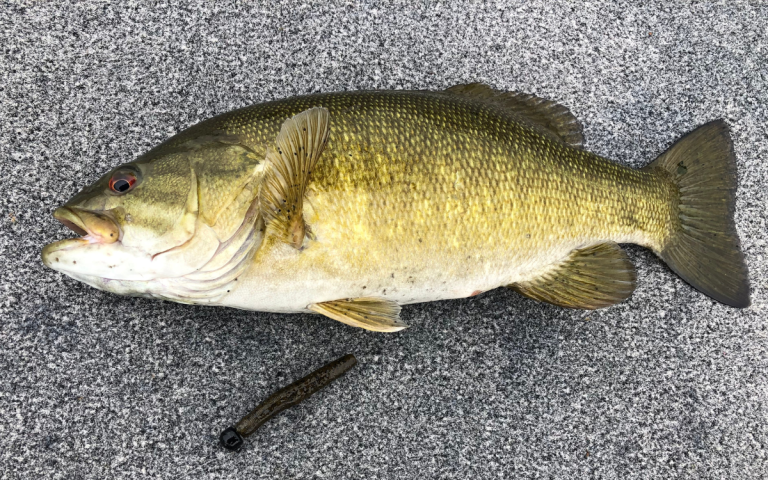 bass lures soft plastic
