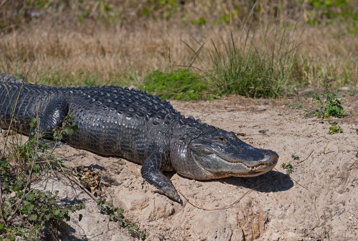 An american alligator basks in the sun.