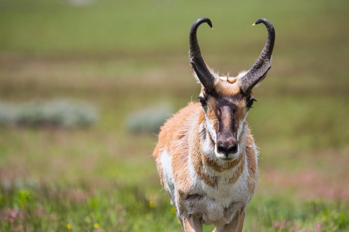 A buck pronghorn antelope