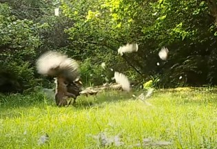 WILD TURKEY VS BOBCAT visual data 6