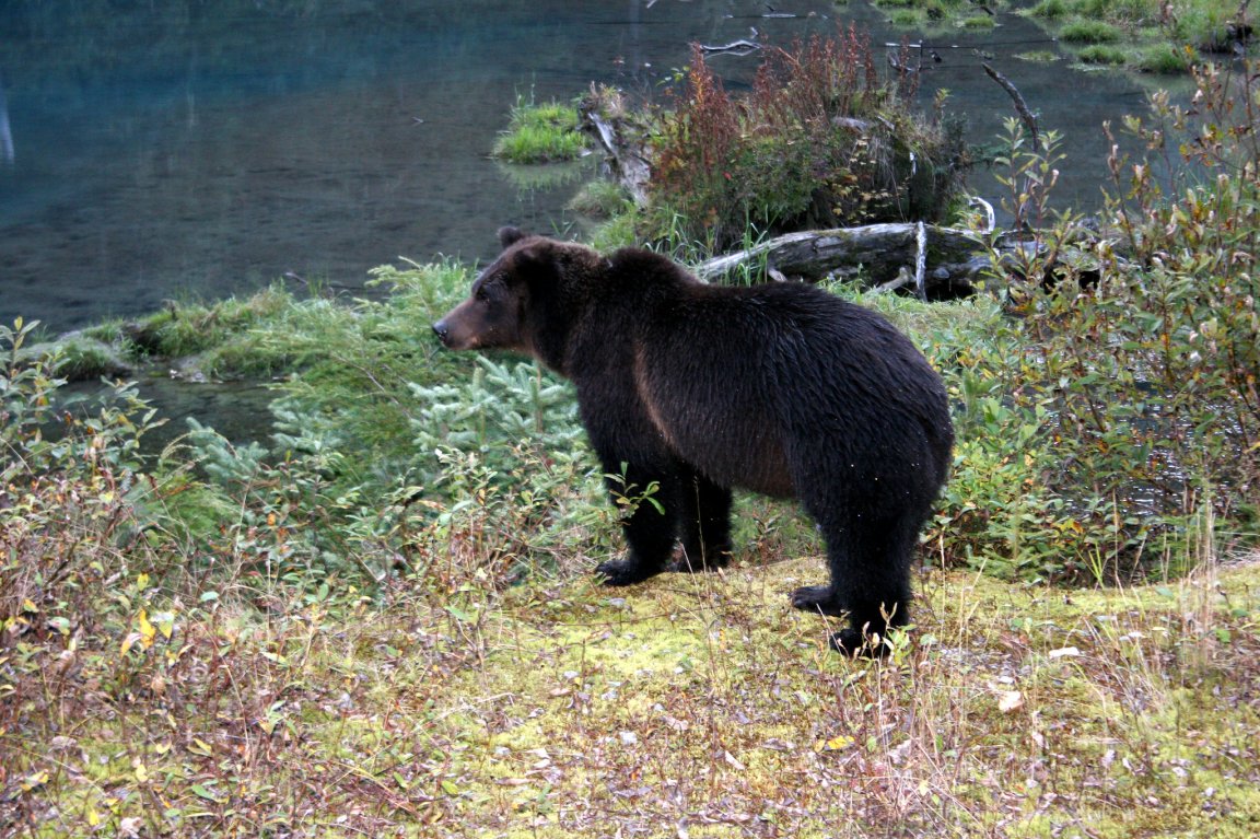 A dark colored grizzly bear resembling a black bear stands in brush.