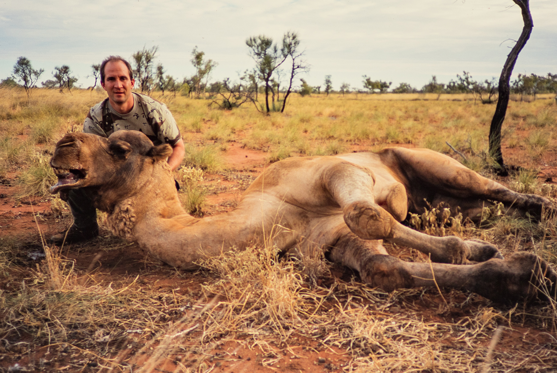 camel hunting