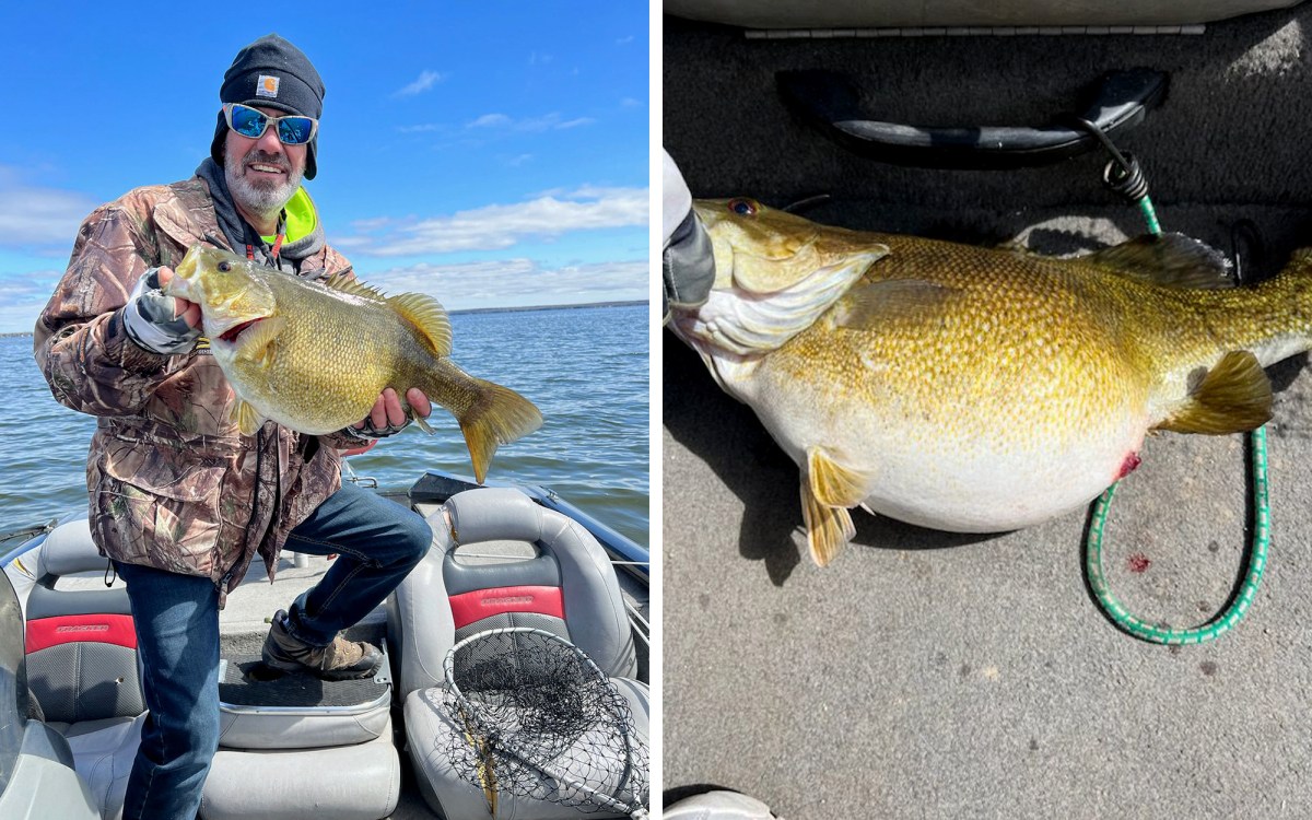 Large smallmouth bass jumping out of the water, hooked by an angler