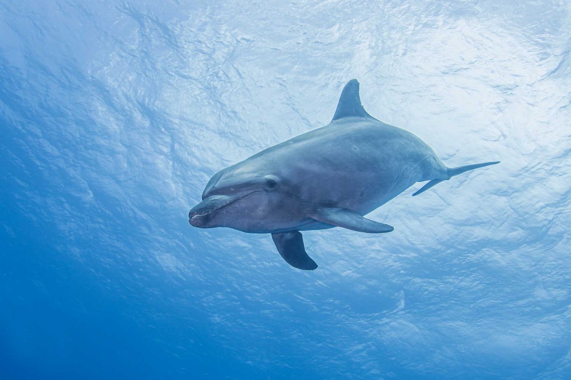 bottle nose dolphin