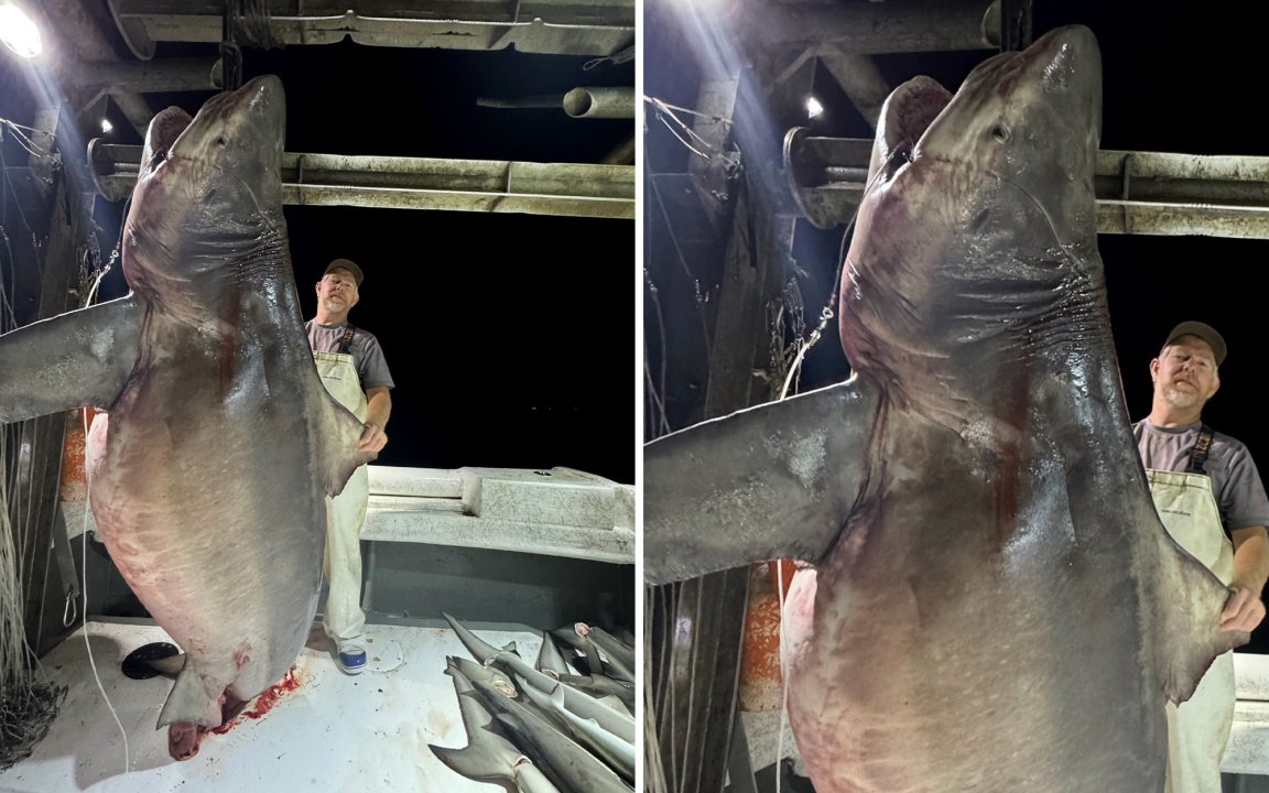 A commercial fisherman stands next to a huge bull shark.