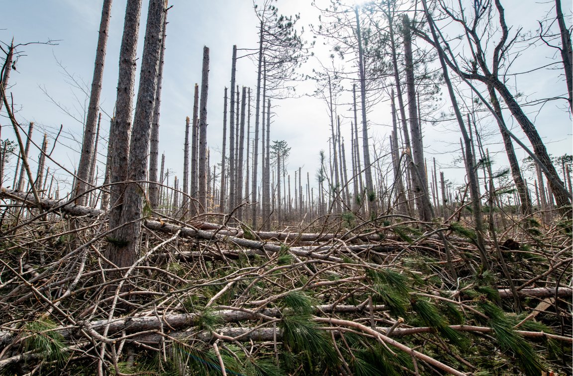 A look at the destruction caused by the 2025 Ice Storm in Michigan.