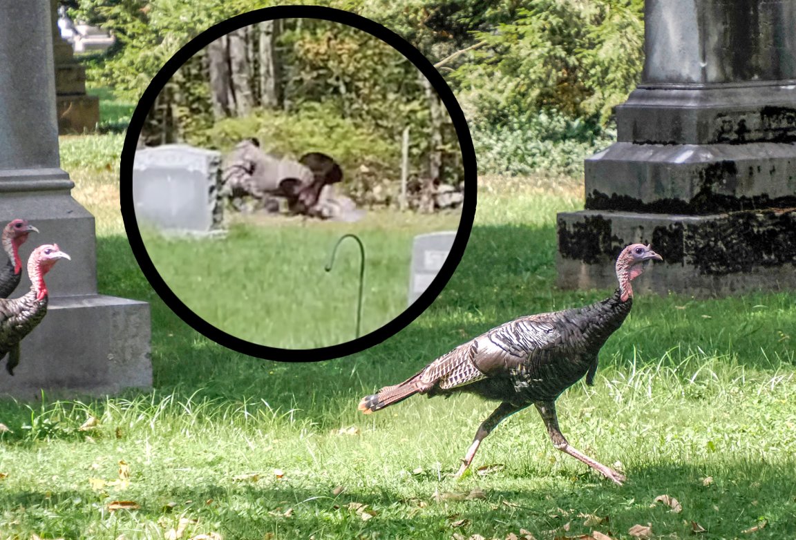 A man wrestled a wild turkey in a cemetery in New Hampshire