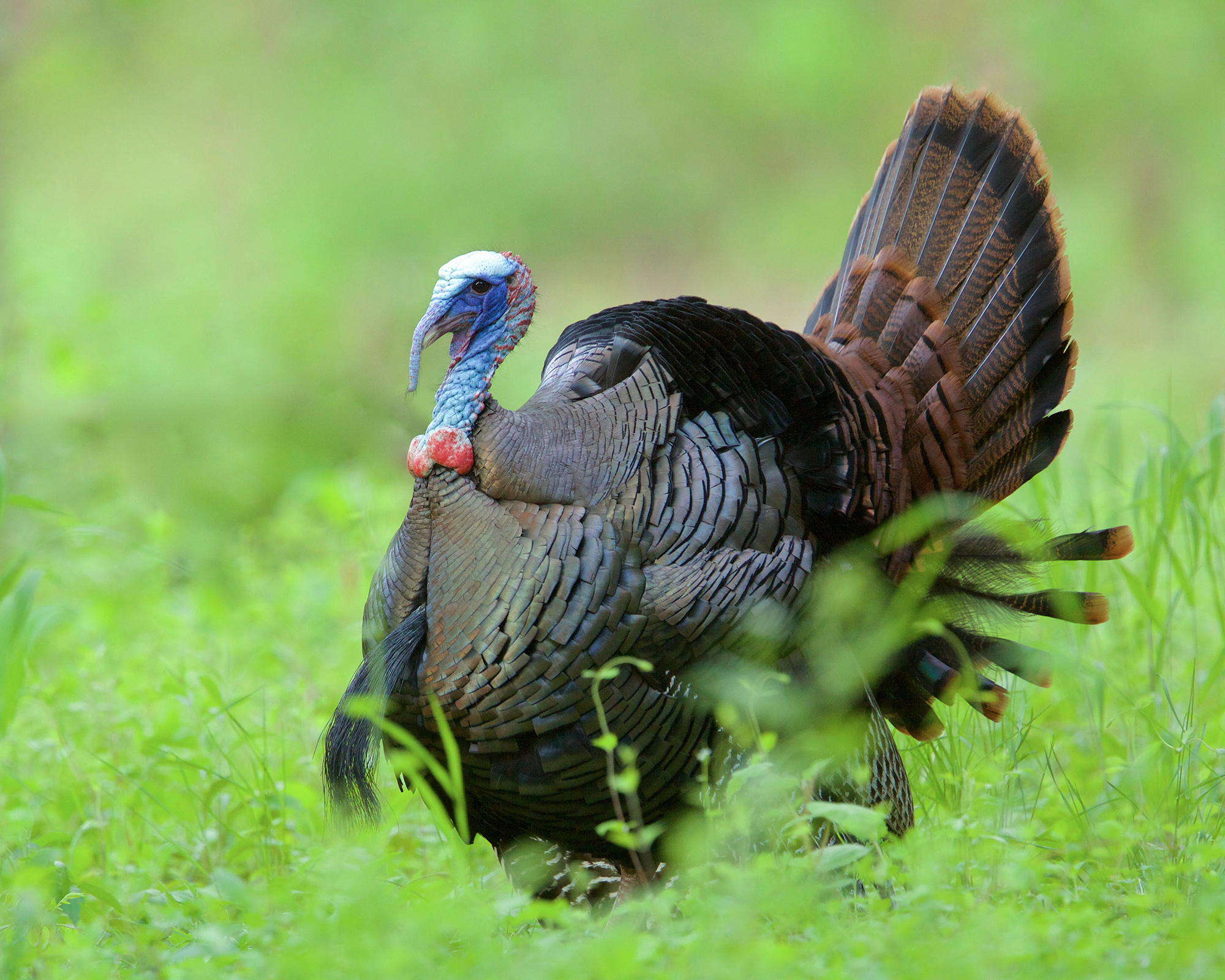 A strutting turkey in green greass