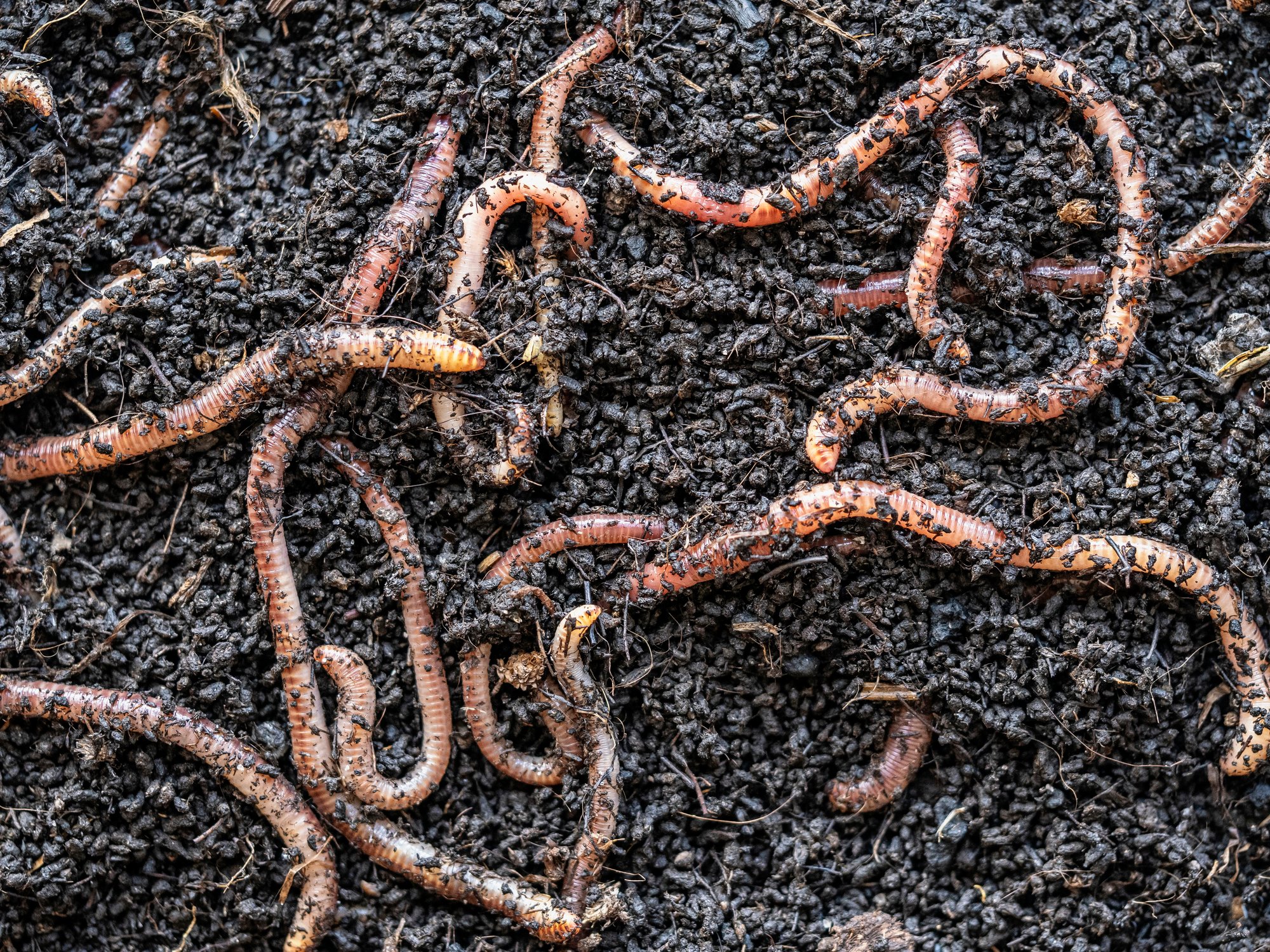 Dig Your Own Bait: Hit These Secret Spot