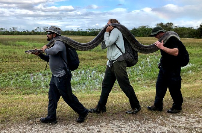 Python Trackers Remove More than 20 Tons of Invasive Snakes | Outdoor Life