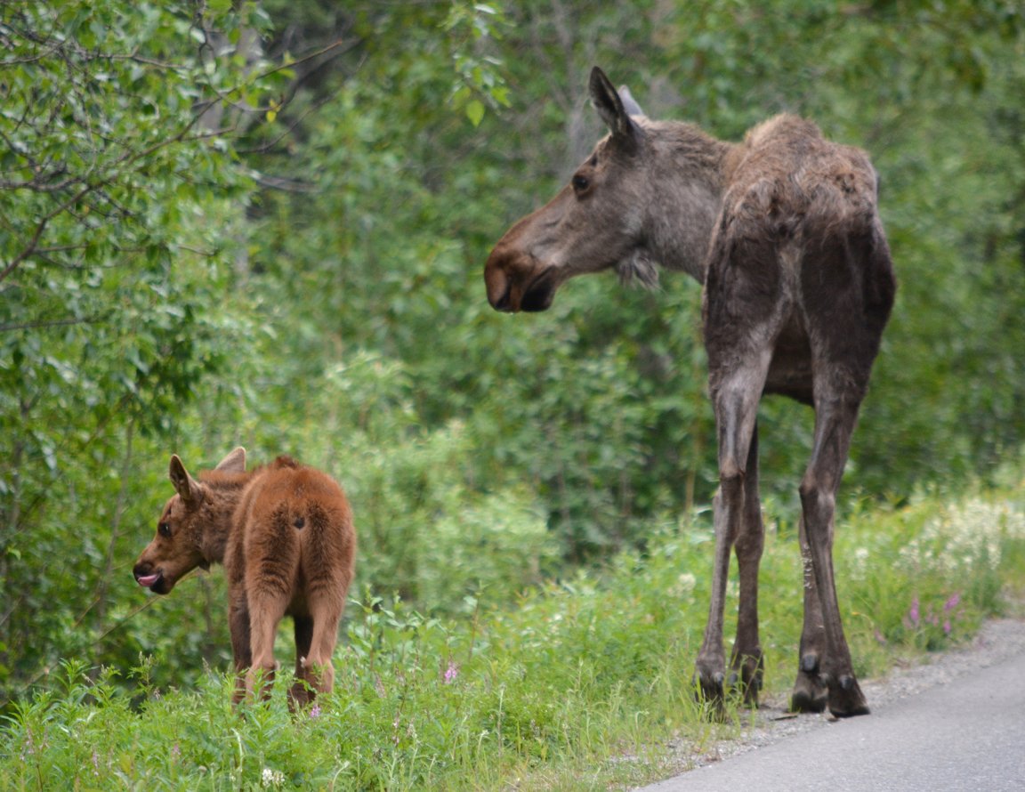 A cow moose and a calf walk along the edge of a road.