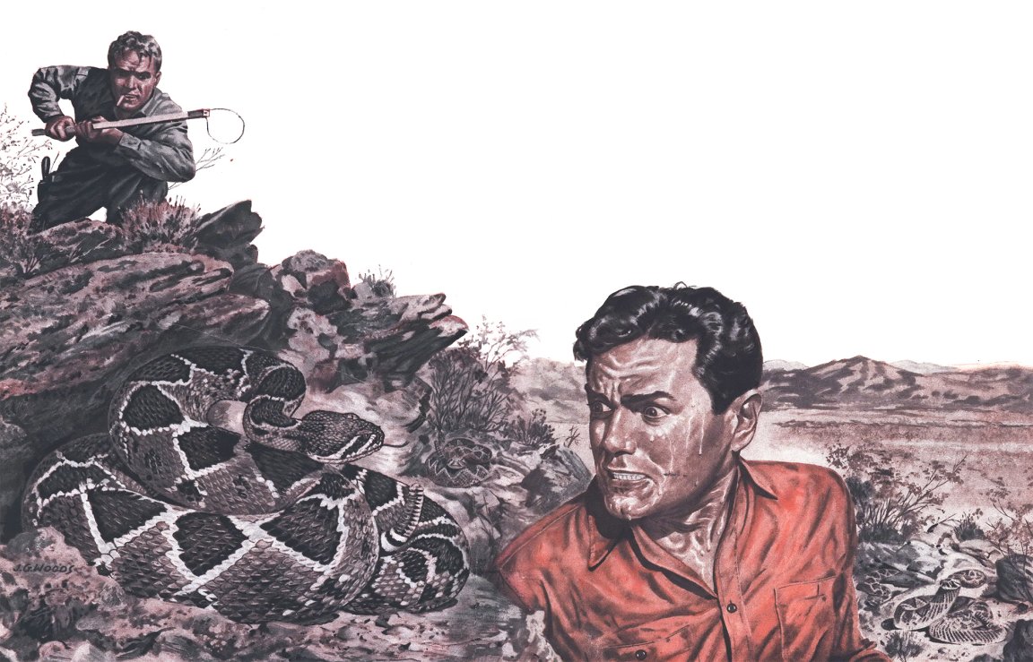 A man comes face to face with a rattlesnake