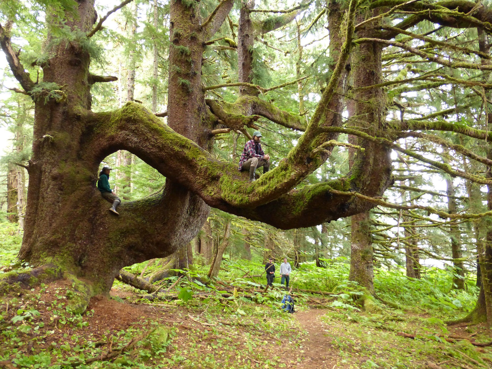 A big old tree in Tongass NF.