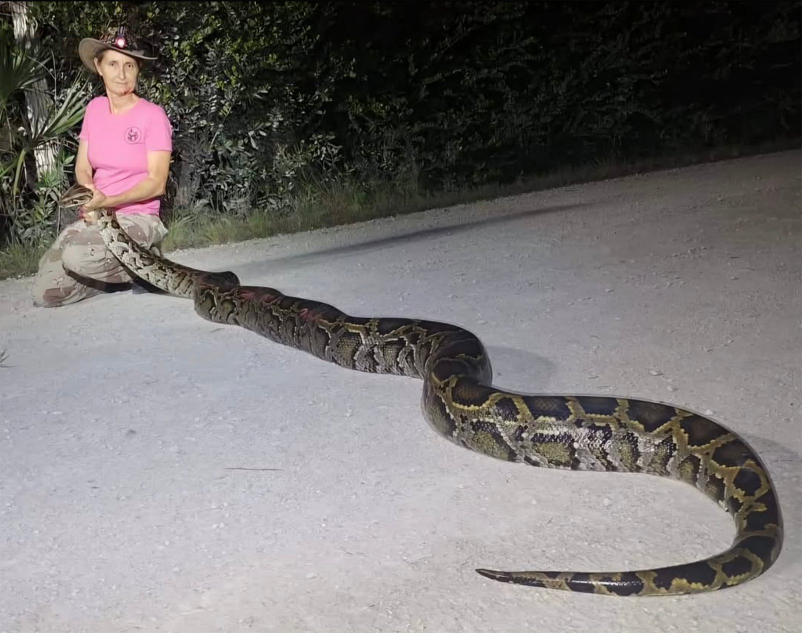 Donna Kalil, a contracted snake hunter, with a giant python in the Everglades.