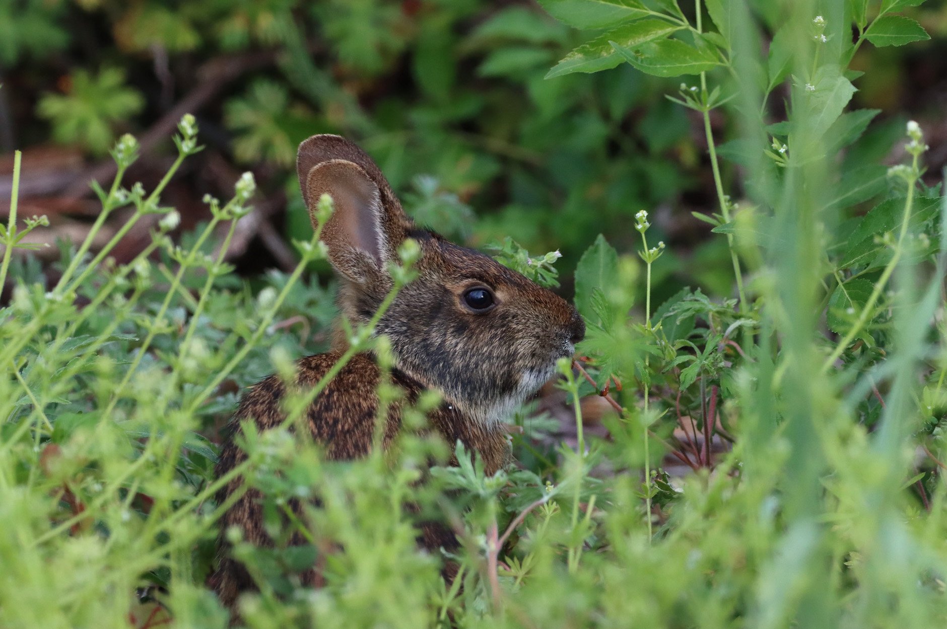 Common Florida Rabbits Rabbits Native To Florida