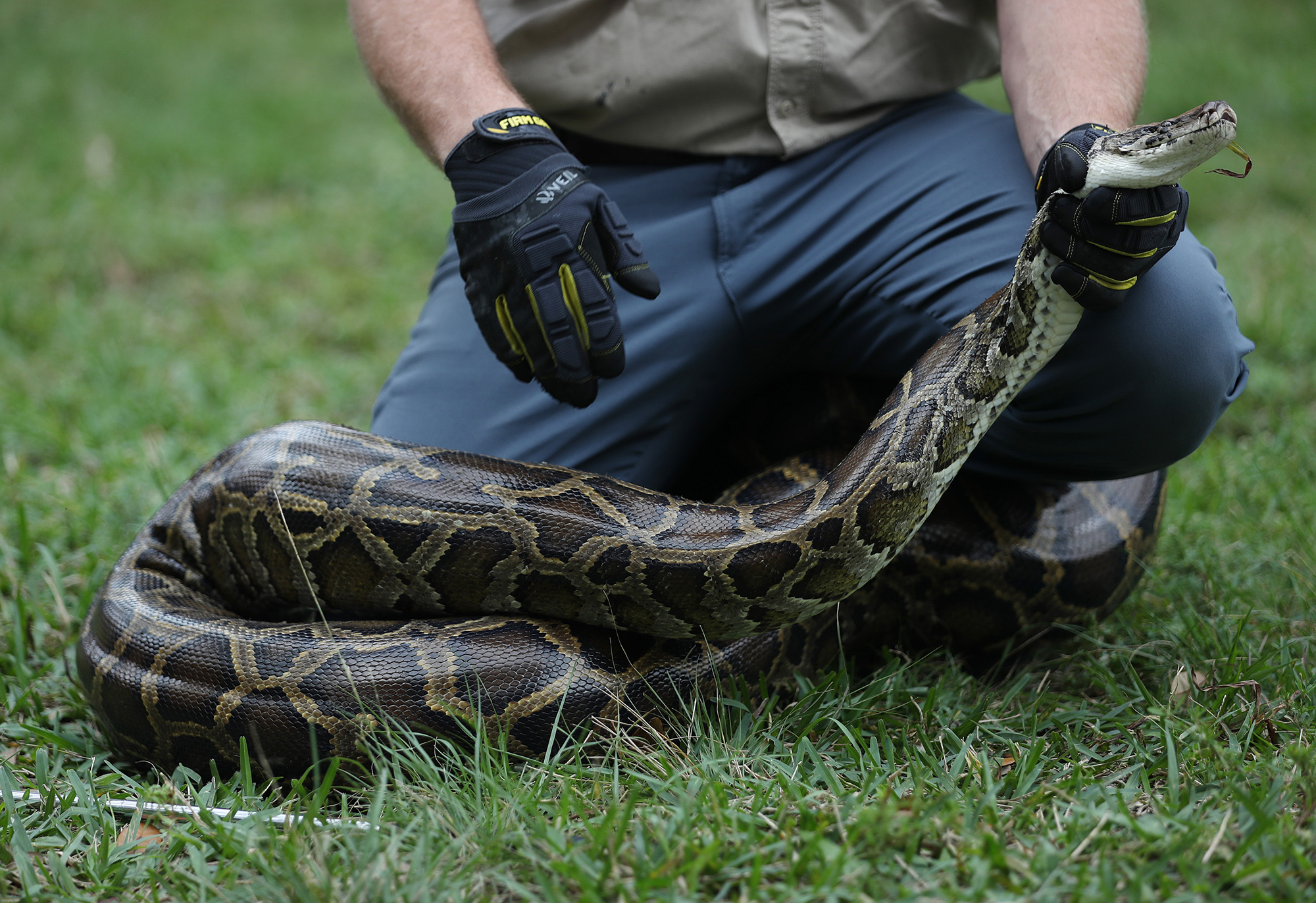 19 Weird and Wild Snake Photos from the Florida Python Challenge ...