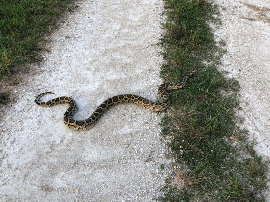 19 Weird and Wild Snake Photos from the Florida Python Challenge ...