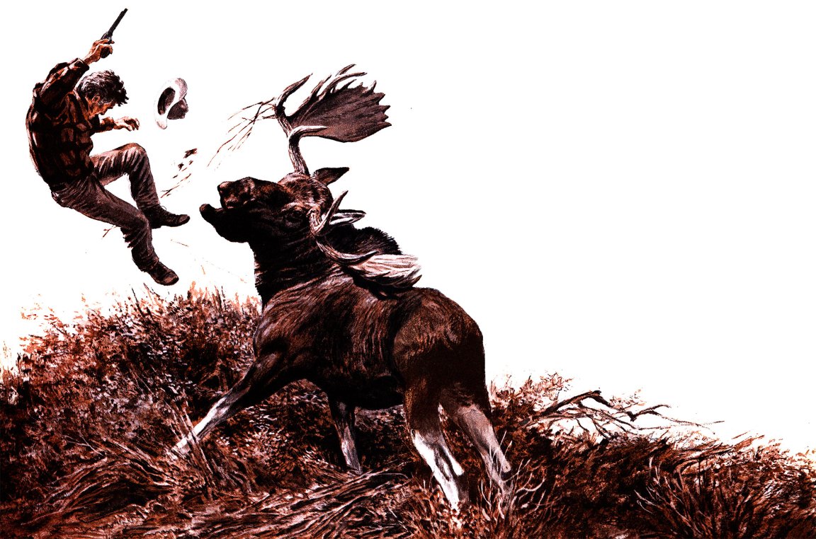 A bull moose flings a hunter into the air in an illustration