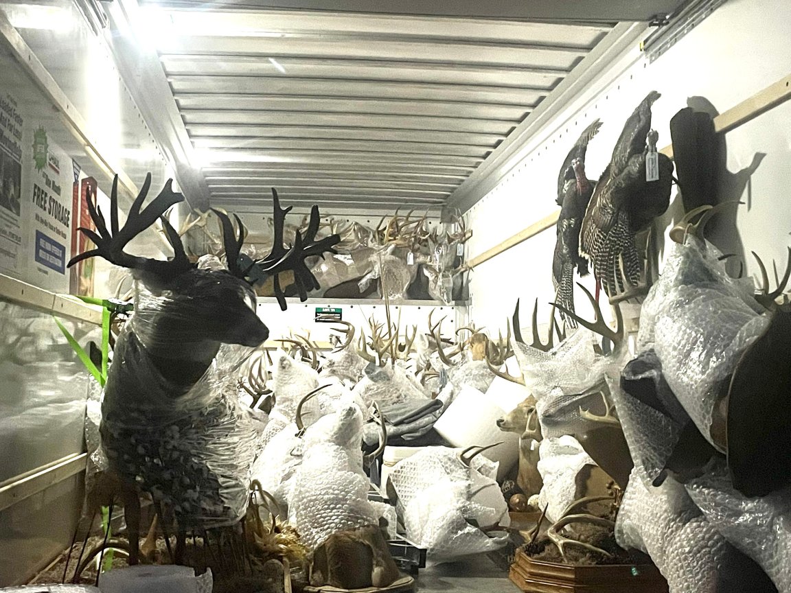 A photo of seized deer mounts