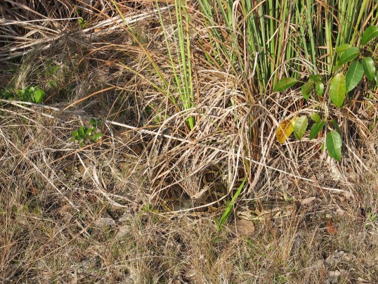 19 Weird and Wild Snake Photos from the Florida Python Challenge ...