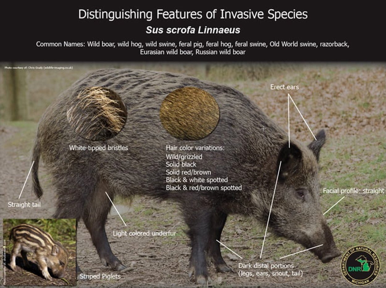 Everything You Didn't Need to Know About the Pig Sting at Ted Nugent's ...