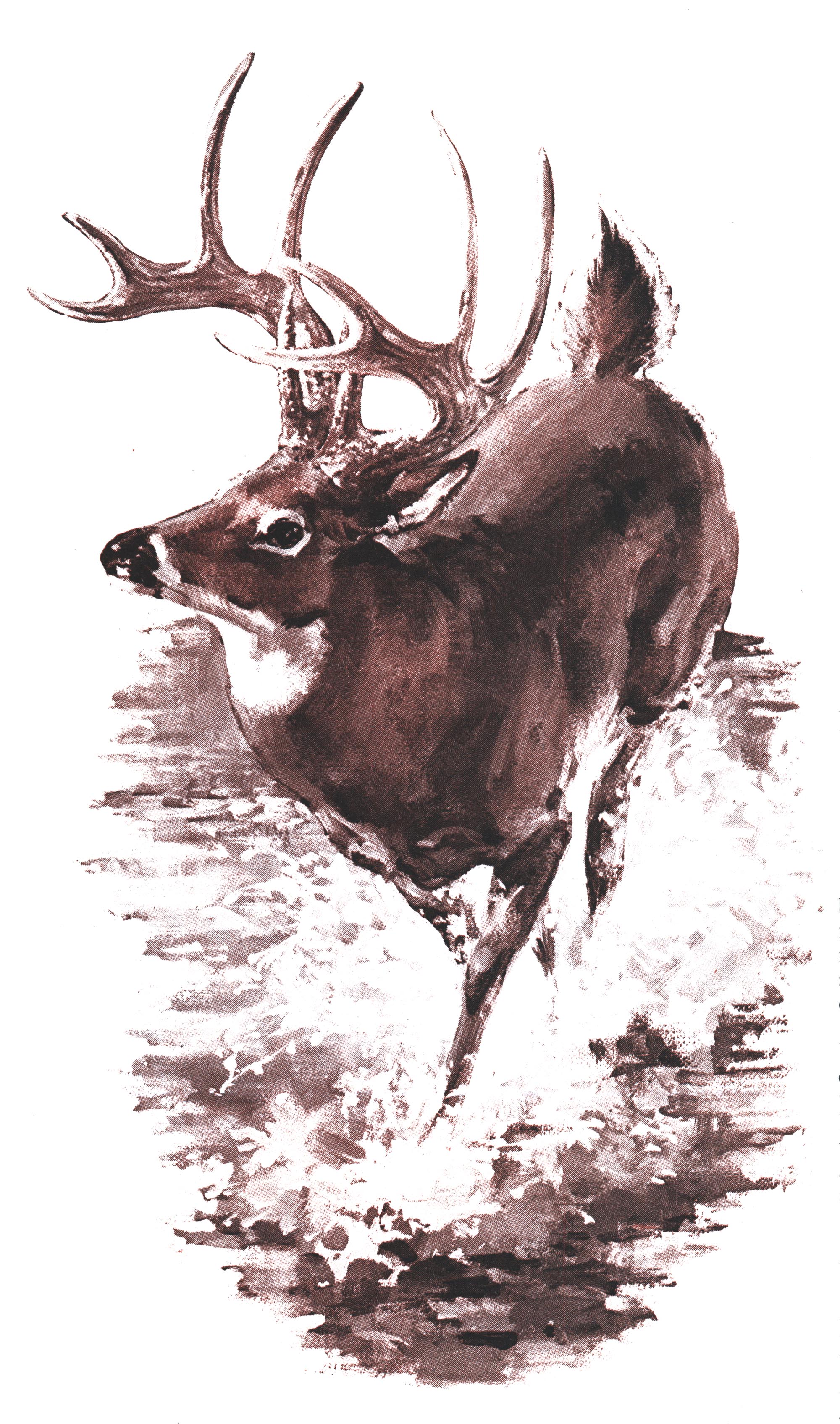 An illustration of a big whitetail buck