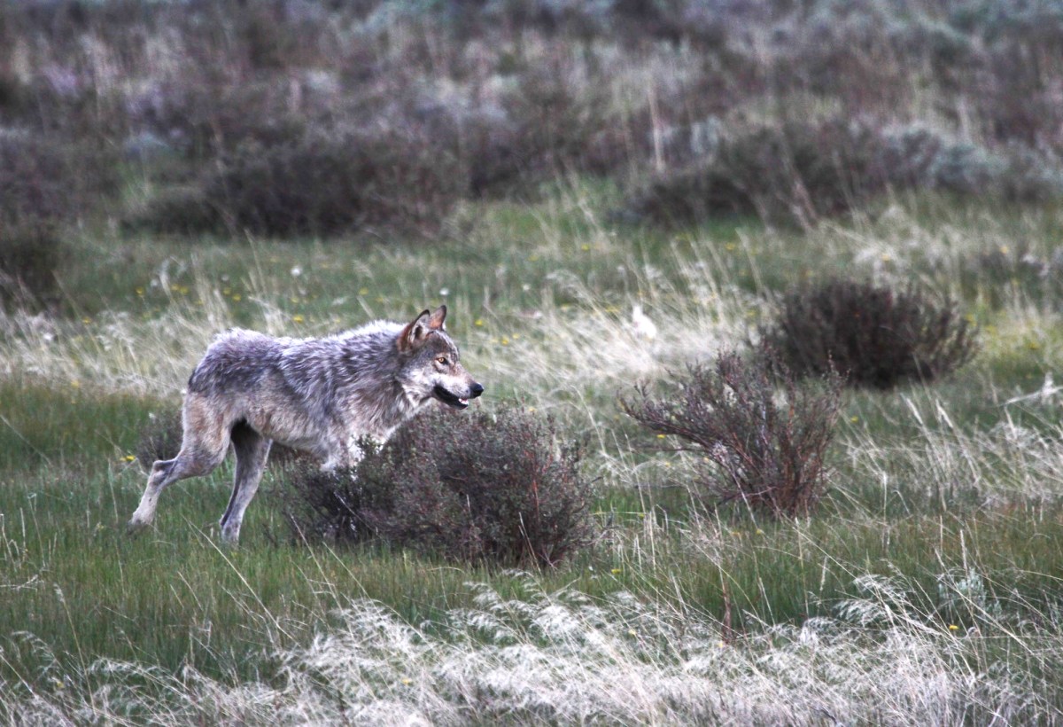 A Wolf Rapping Colorado Suspends Trapping After a Wolf Tripped a Coyote Trap at a ...
