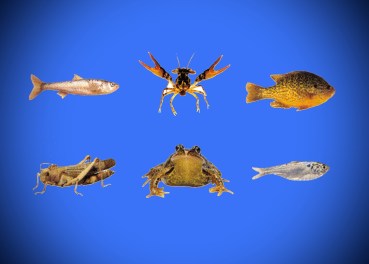 The 6 Best Live Bait Species You Can Catch Yourself Outdoor Life