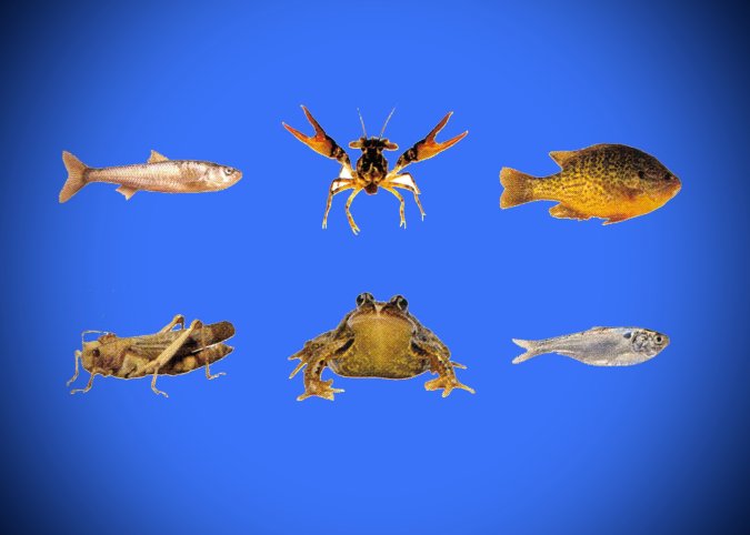 Natural Baits Example The 6 Best Live Bait Species You Can Catch Yourself | Outdoor Life