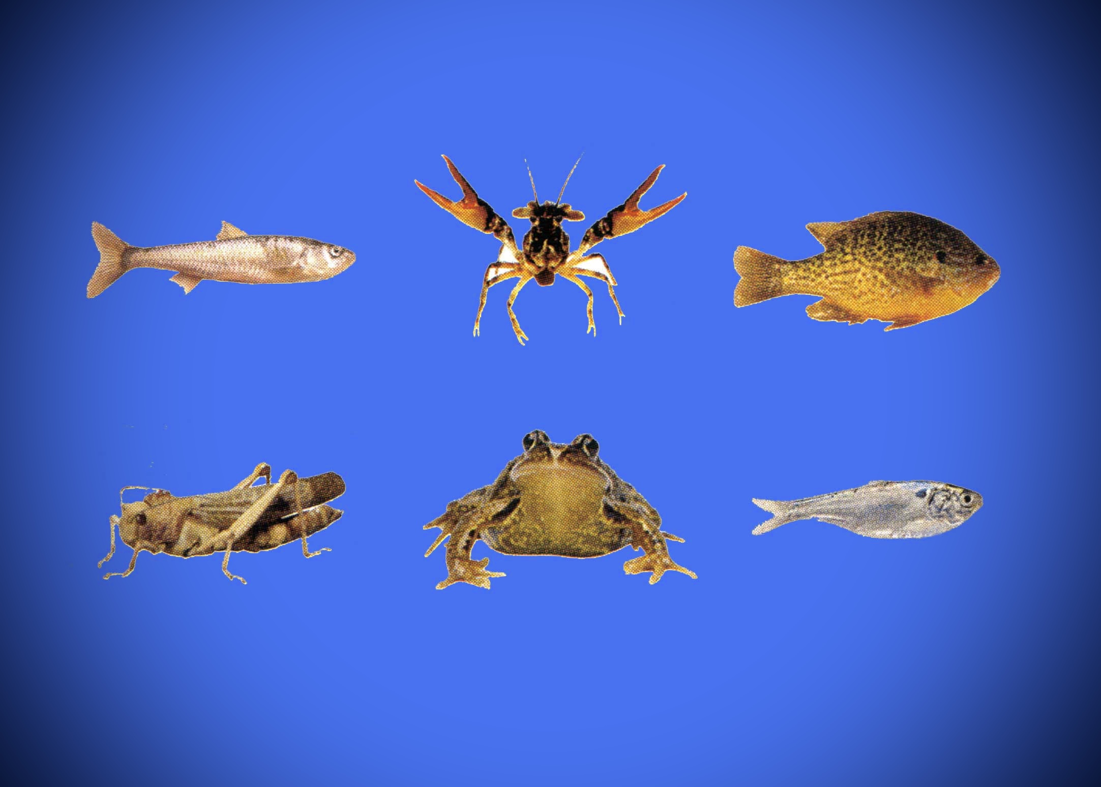 live bait species