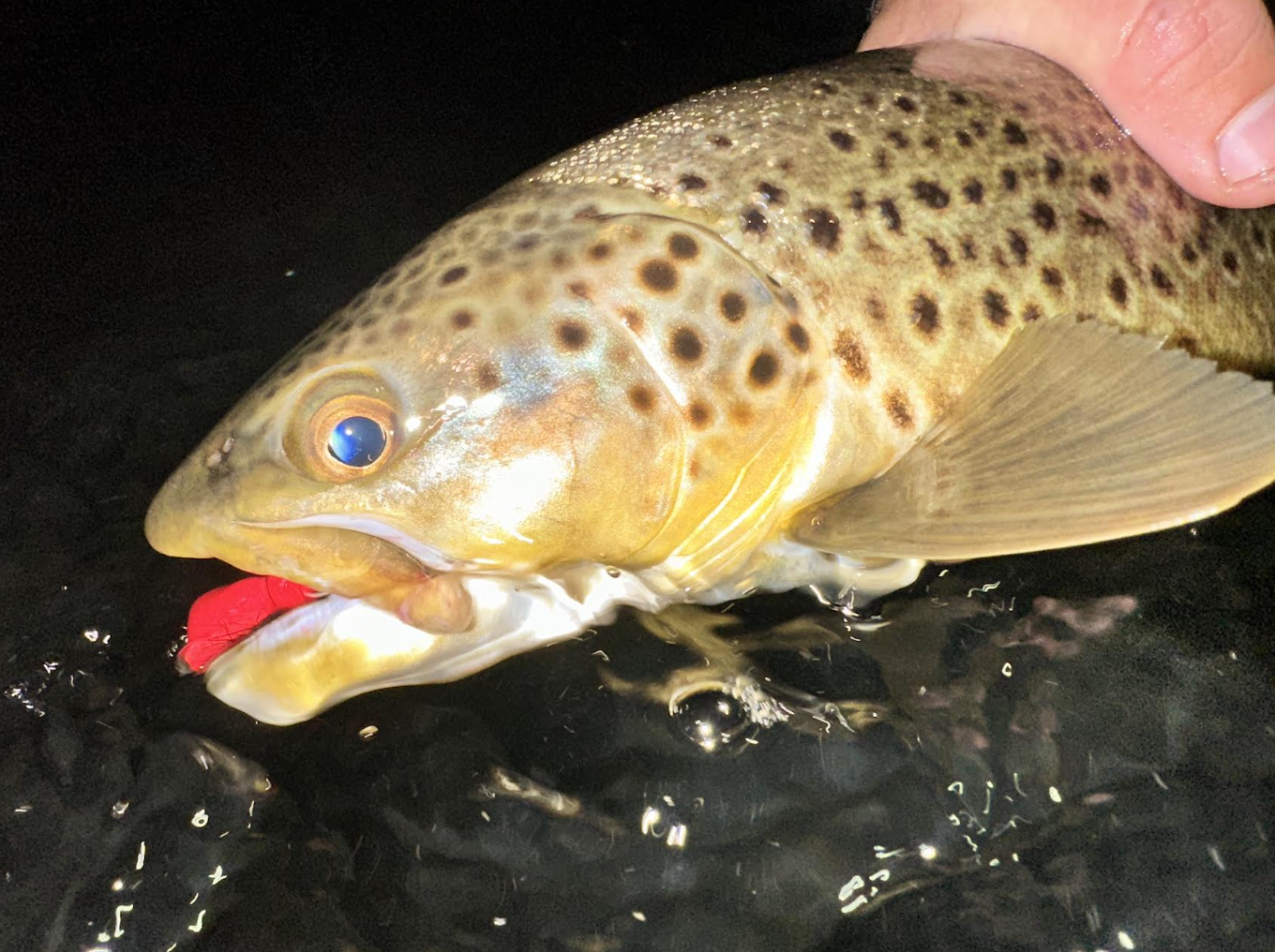 nighttime brown trout
