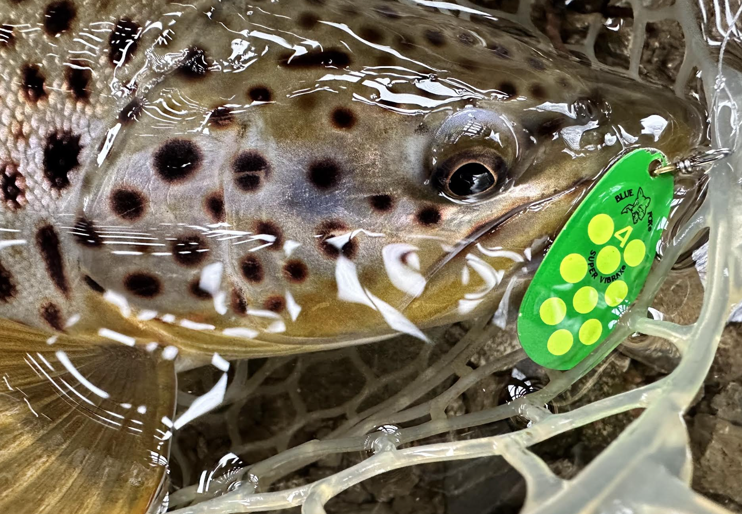 Trout Fishing Tips: A Quick Guide for Catching More Trout
