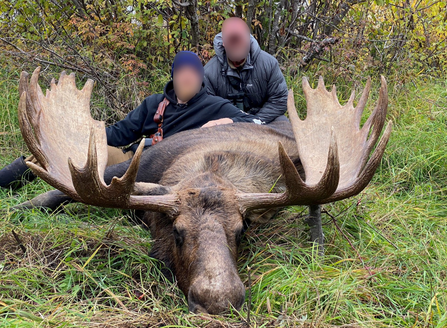 Two hunters with an Alaskan bull moose.