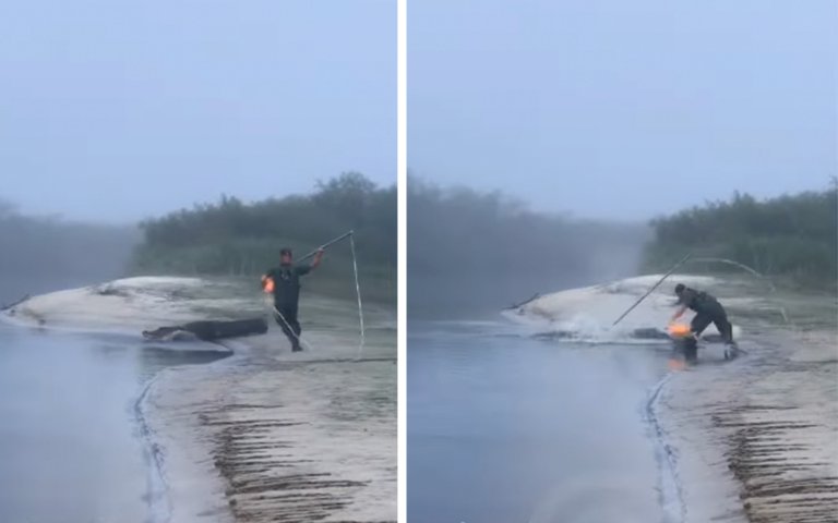 An hunter harpoons an alligator in Florida.