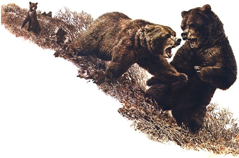An illustration of a sow grizzly defending her cub against a giant brown bear.