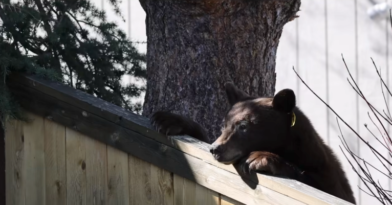 A problem bear with an ear tag peeks over a fence.