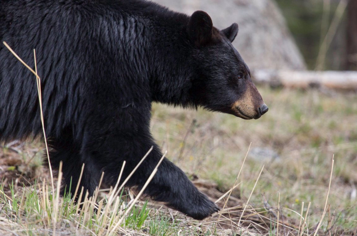 A black bear walks across a meadow in a national park.