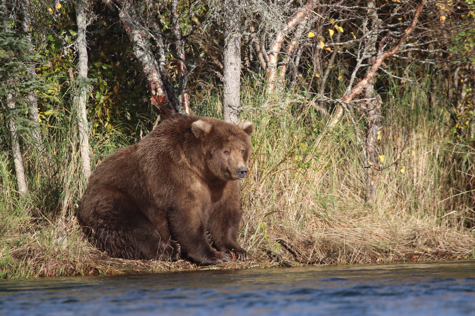 A giant brown bear at Katmai National Park