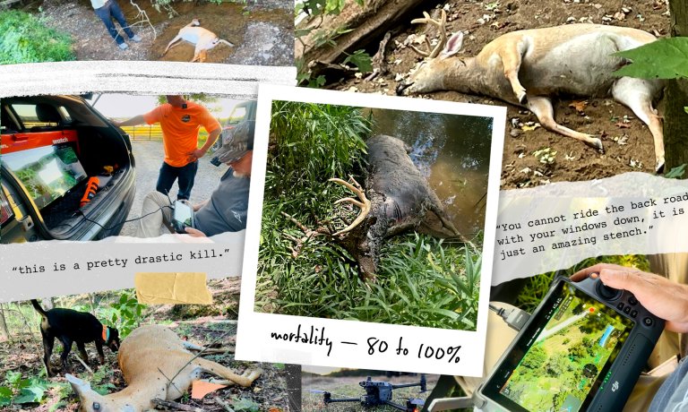 A photo collage of a drone operating deer tracker amid an EHD outbreak.