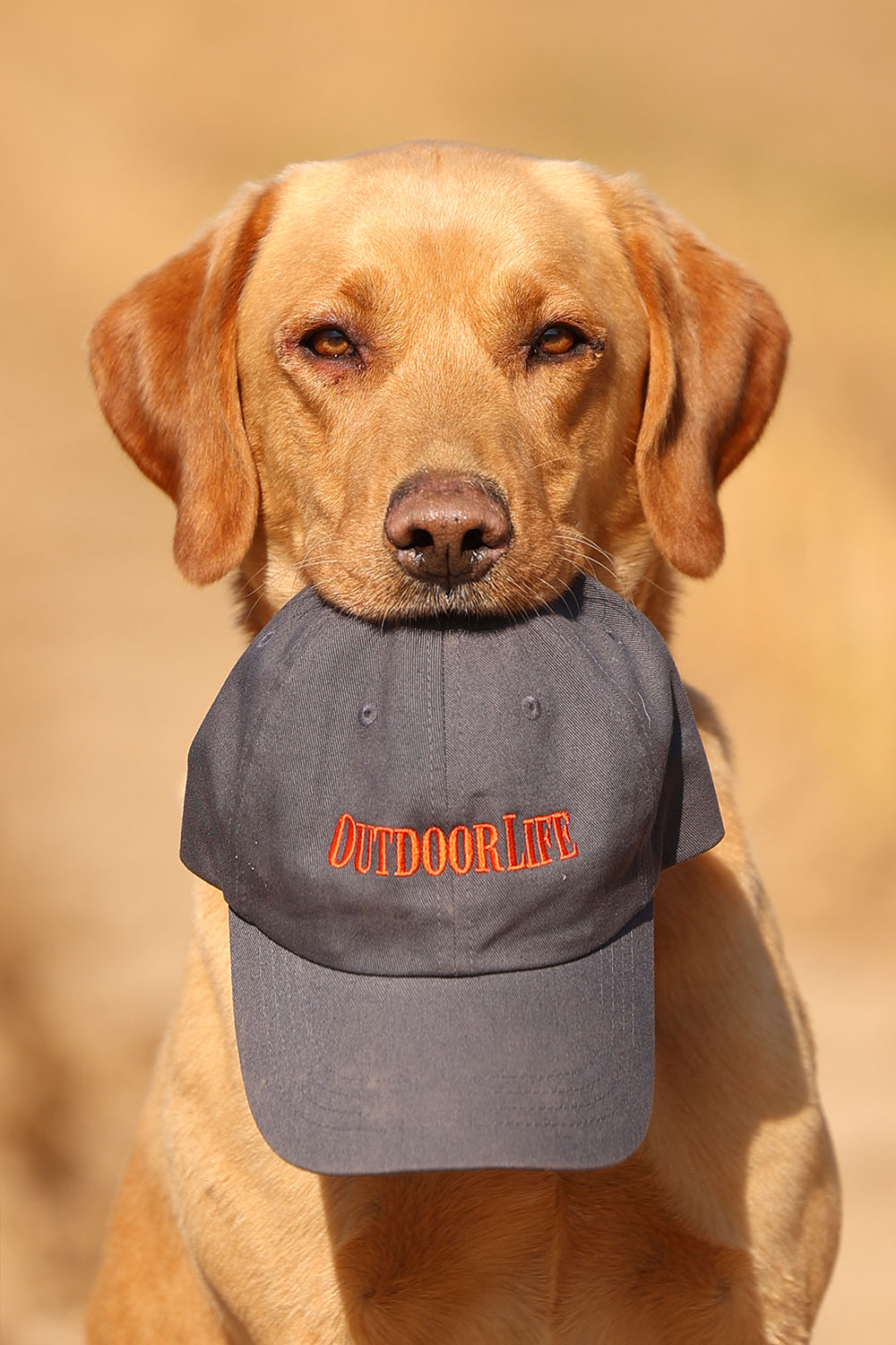 a dog holding an OL hat in its mouth