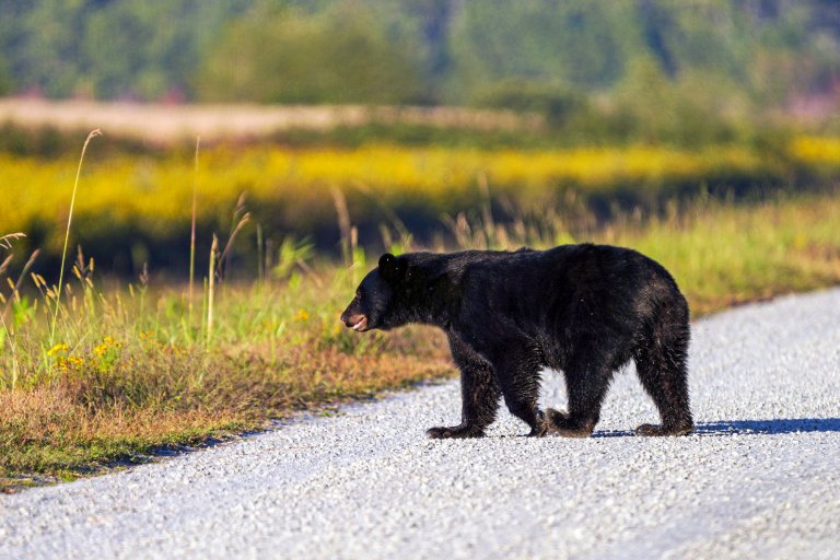 A black bear walking on a gravel road.