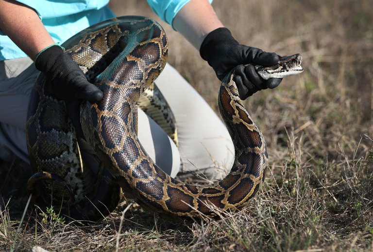 A FWC staffer holds up a Burmese python cauhgt in Florida.