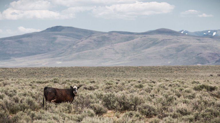 A cow grazes on BLM rangeland.