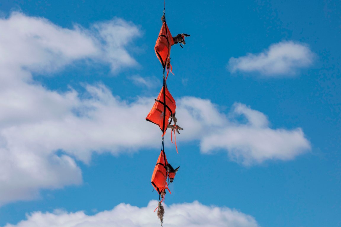 Three mule deer dangle from a helicopter in orange bags.