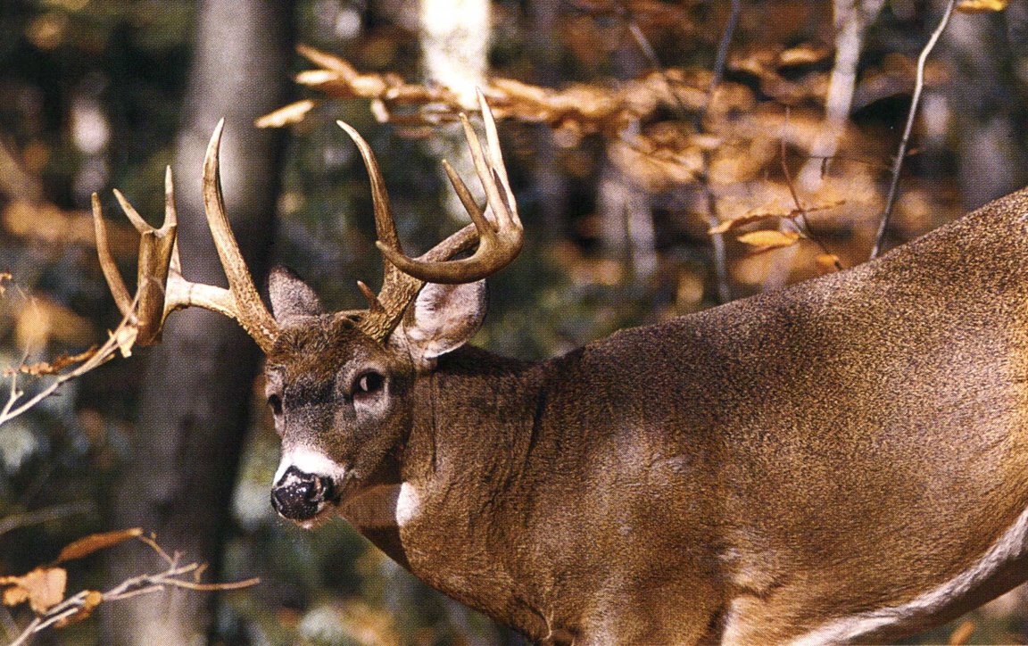 whitetail deer hunting